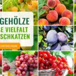 Produktbild von Obstgehölze mit bis zu 50% Rabatt!