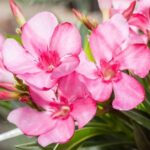 Produktbild von Oleander Busch, rosa