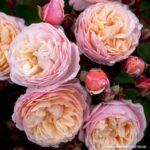 Produktbild von Garten Schlüter Kletterrose 'New Dreams®', Wurzelnackte Pflanze, 2 – 3 Triebe, A-Qualität Liefergröße: mindestens 3 starke Triebe – A-Qualität