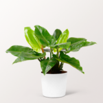 Produktbild von Philodendron Imperial Green