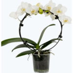 Produktbild von Orchideen Klusmann Table Dance Rundbogen Weiß mit weißen Blüten