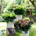 Bild von Garten Schlüter Ballhortensie 'Rembrandt® Rosso Glory'  Liefergröße: 30 – 40 cm